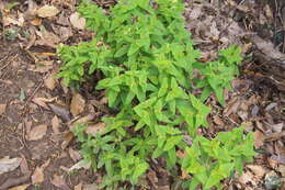 Image of Siebold's spurge