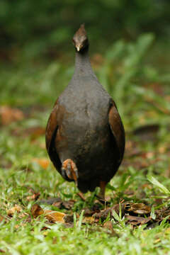 Image of Orange-footed Scrubfowl