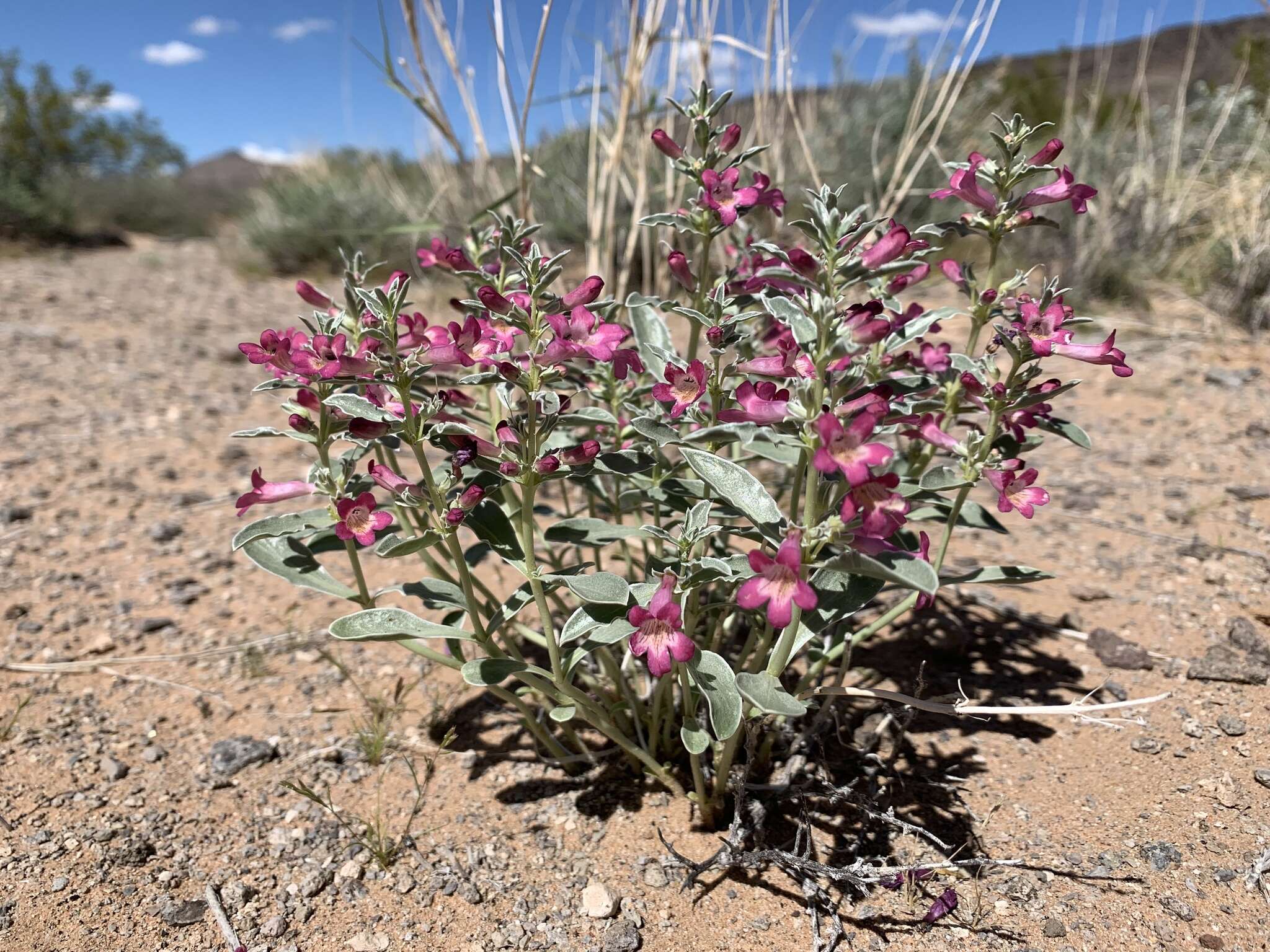 Image de Penstemon albomarginatus M. E. Jones