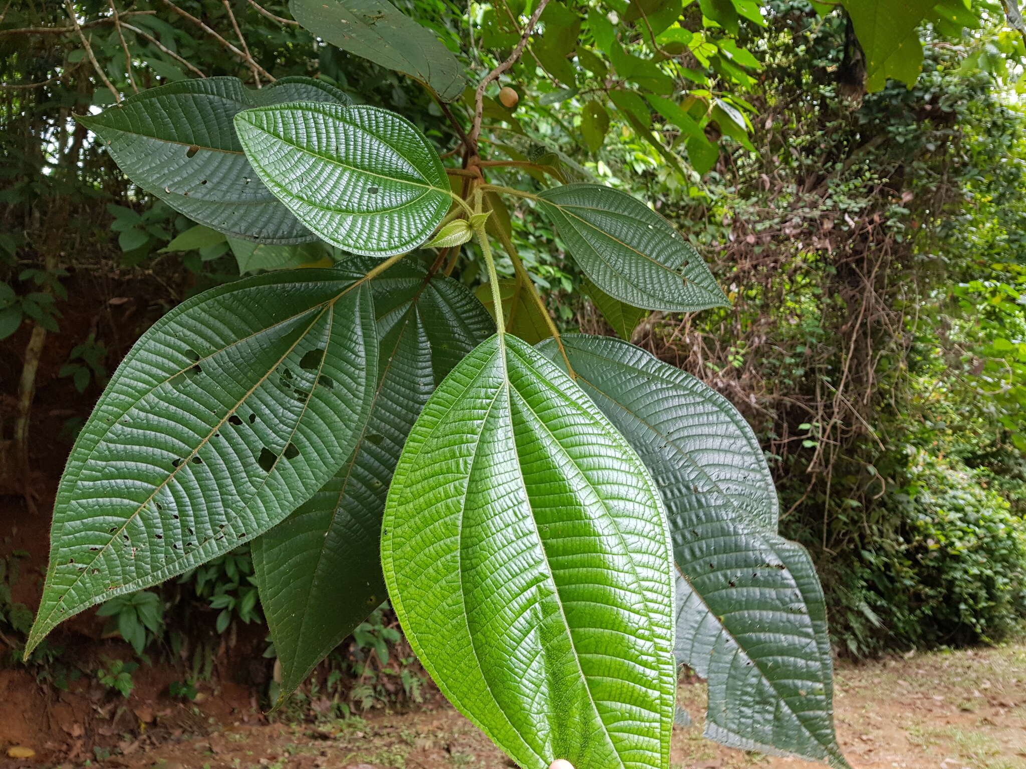 Image of Bellucia mespiloides (Miq.) Macbr.