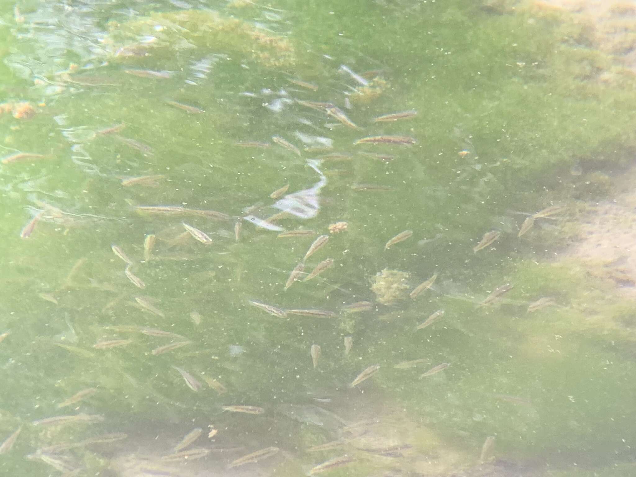 Image of Pahrump Poolfish