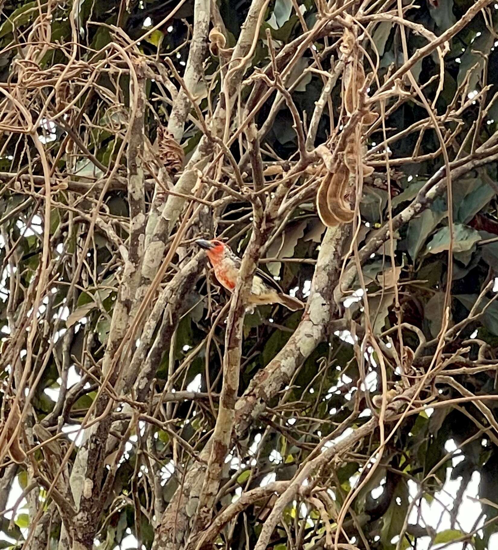 Image of Vieillot's Barbet