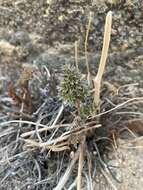 Imagem de Lomatium rigidum (M. E. Jones) Jepson