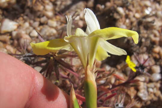 Image of Moraea bolusii Baker