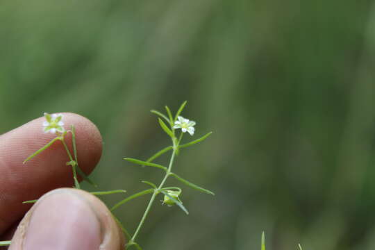 صورة Triplateia diffusa Bartl.