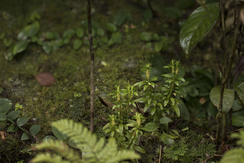 Image of Huperzia javanica (Sw.) Fraser-Jenk.