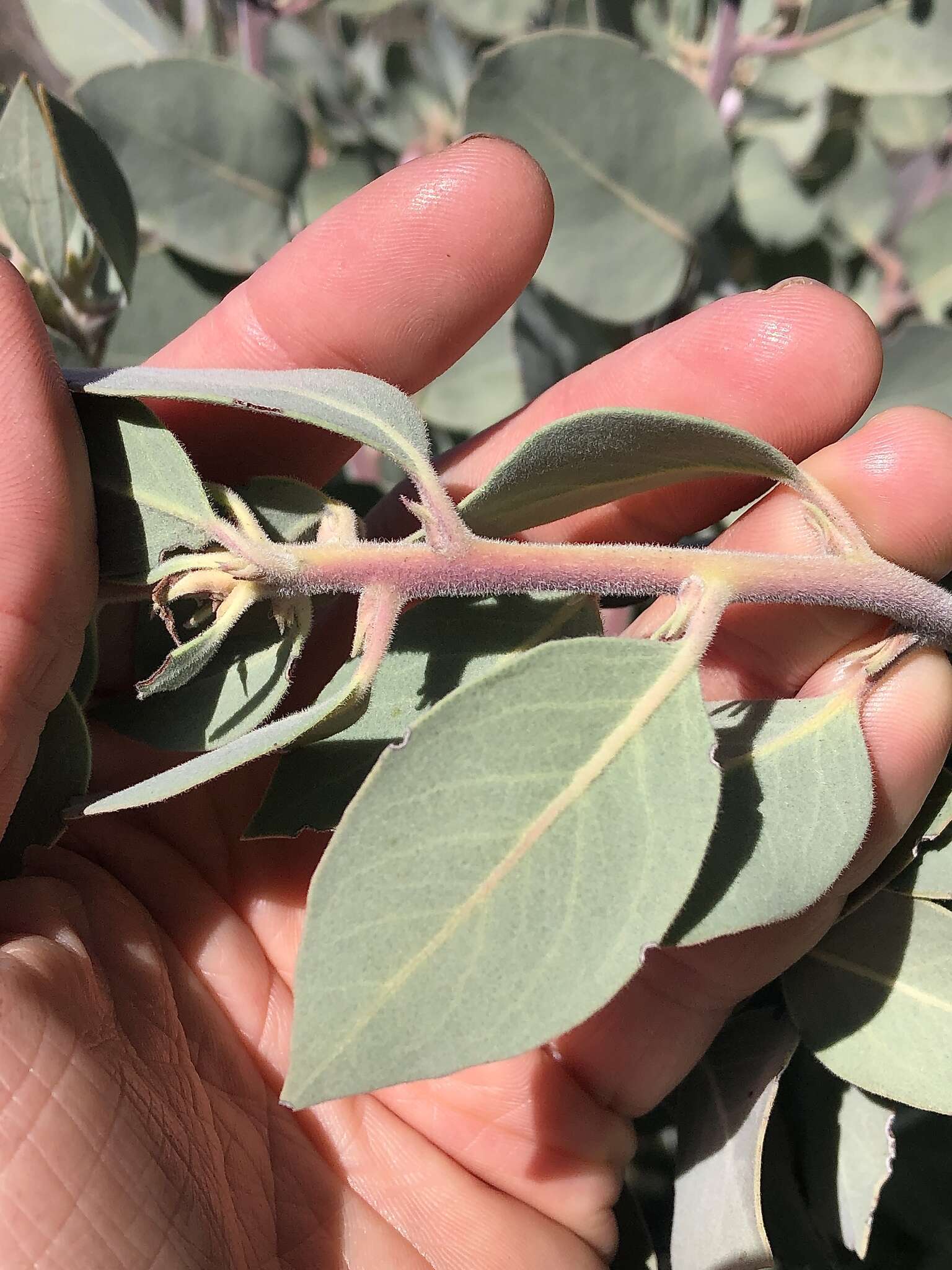 Image of hoary manzanita