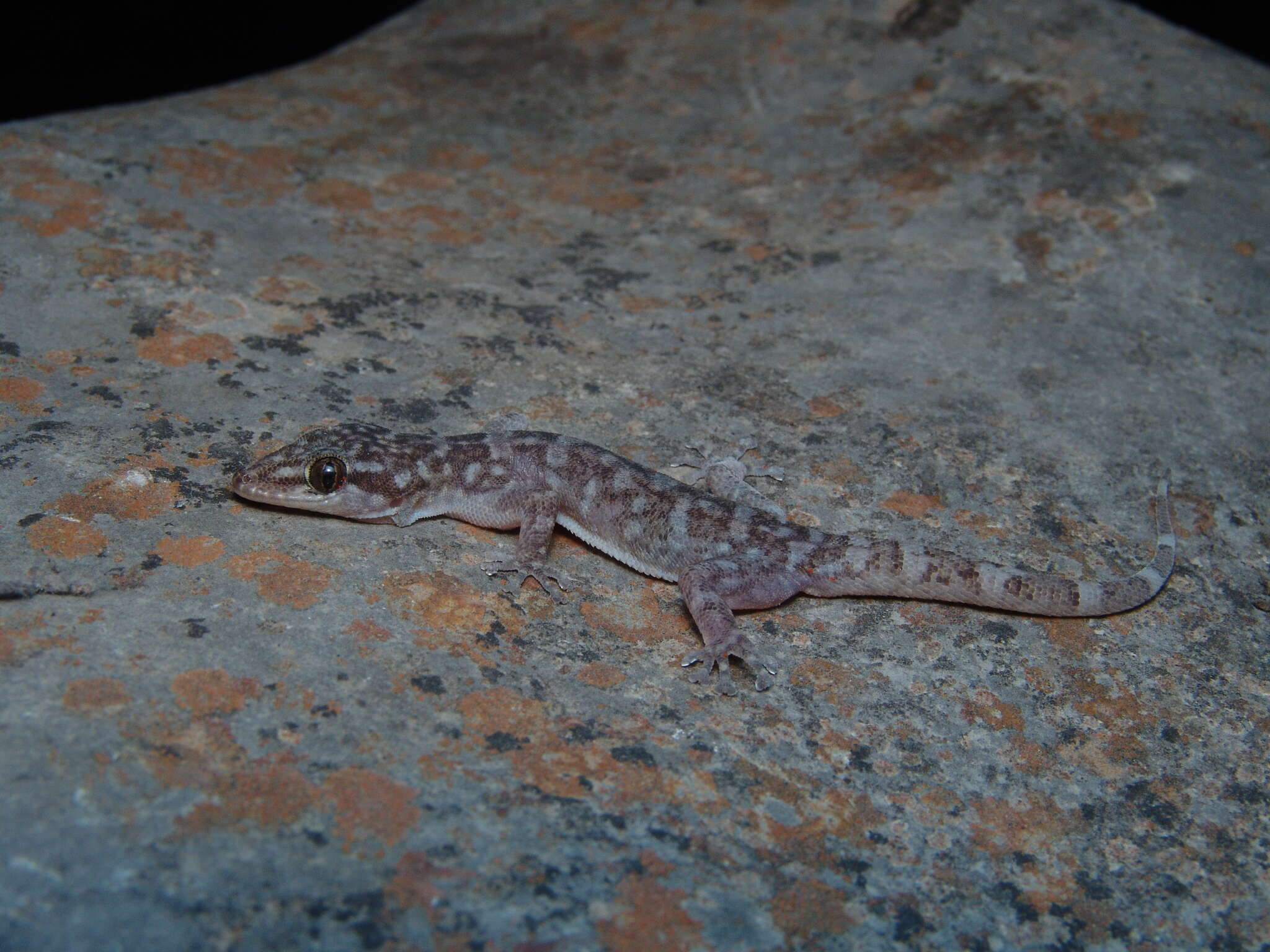 Image of Rio Marquez Valley Gecko