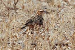 Image of Burmese Bush Lark