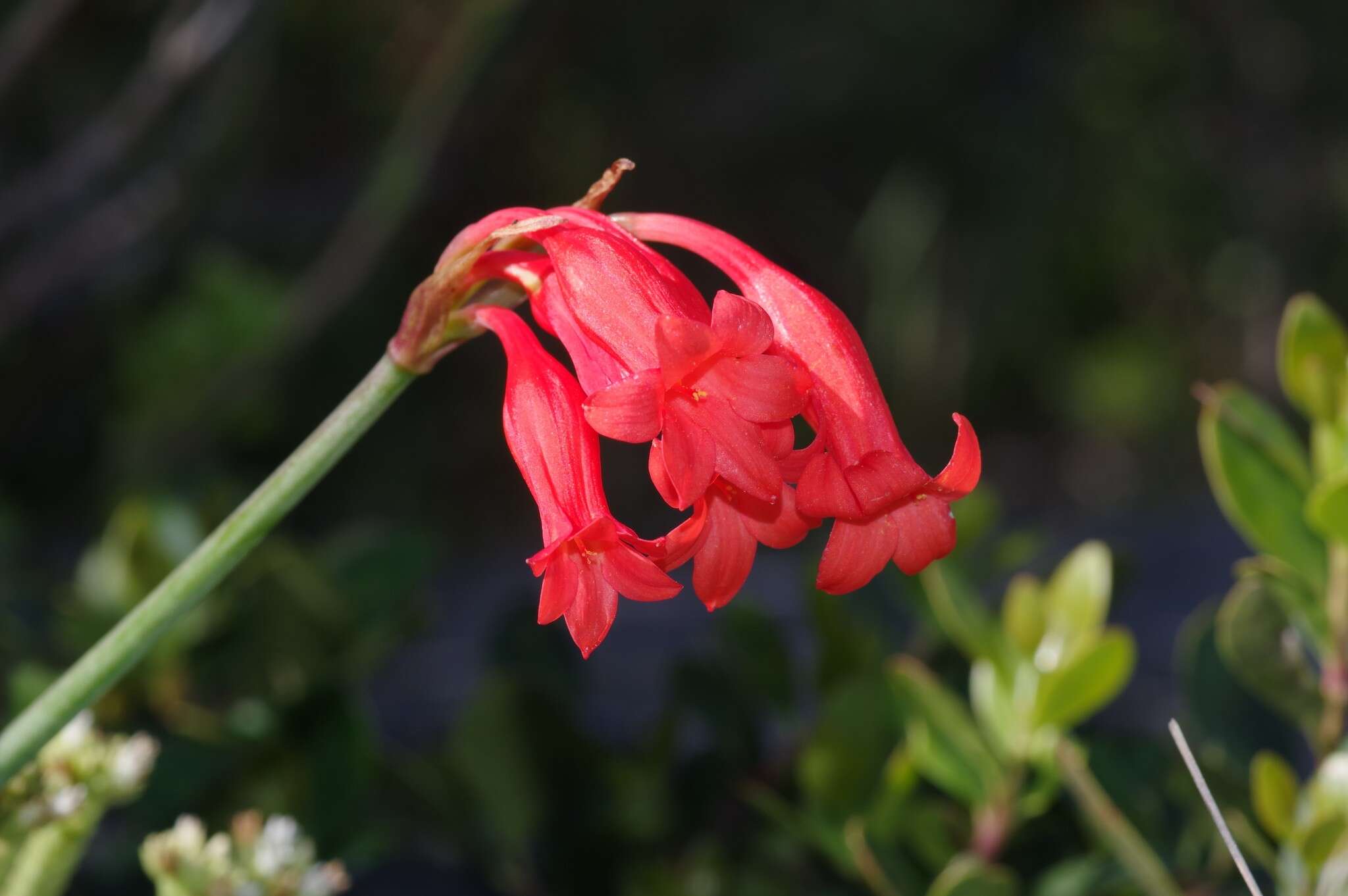 Image of Cyrtanthus staadensis Schönland