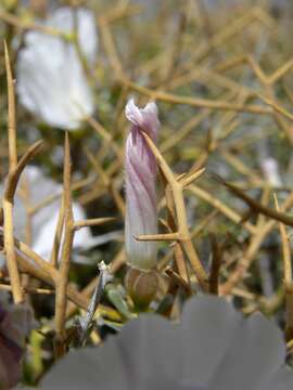 Convolvulus trabutianus Schweinf. & Muschler的圖片