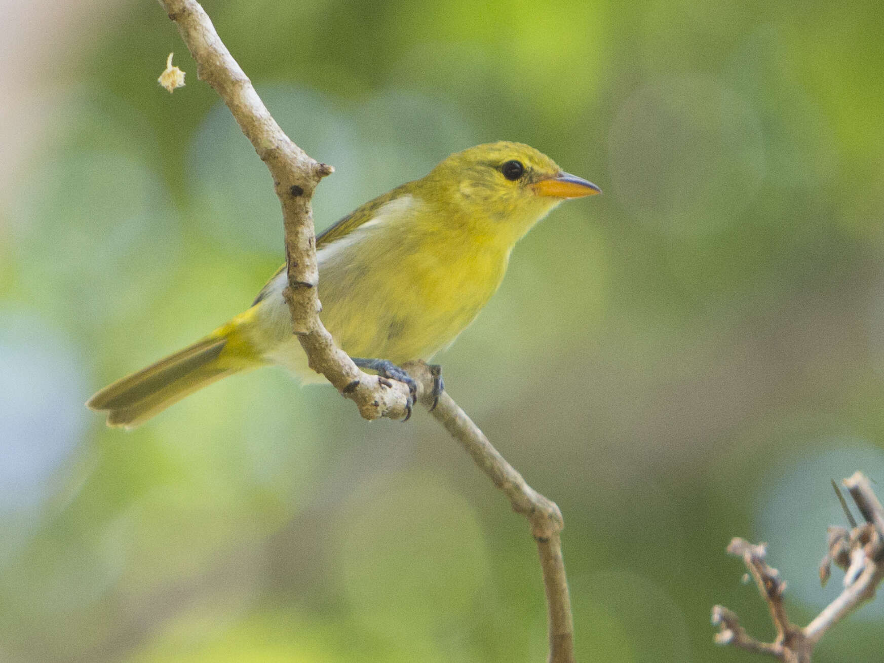 Image of Guira Tanager