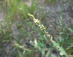 Слика од Polygonum patulum subsp. patulum