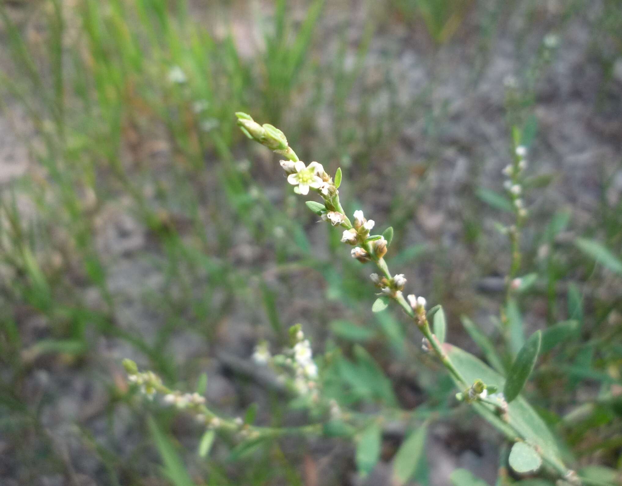 Слика од Polygonum patulum subsp. patulum