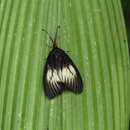 Image of Histia libelluloides