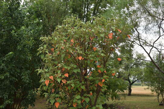 Image of Croton urucurana Baill.