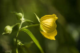 صورة Ludwigia bonariensis (Micheli) Hara