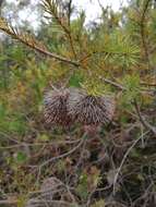 Image de Banksia nutans R. Br.