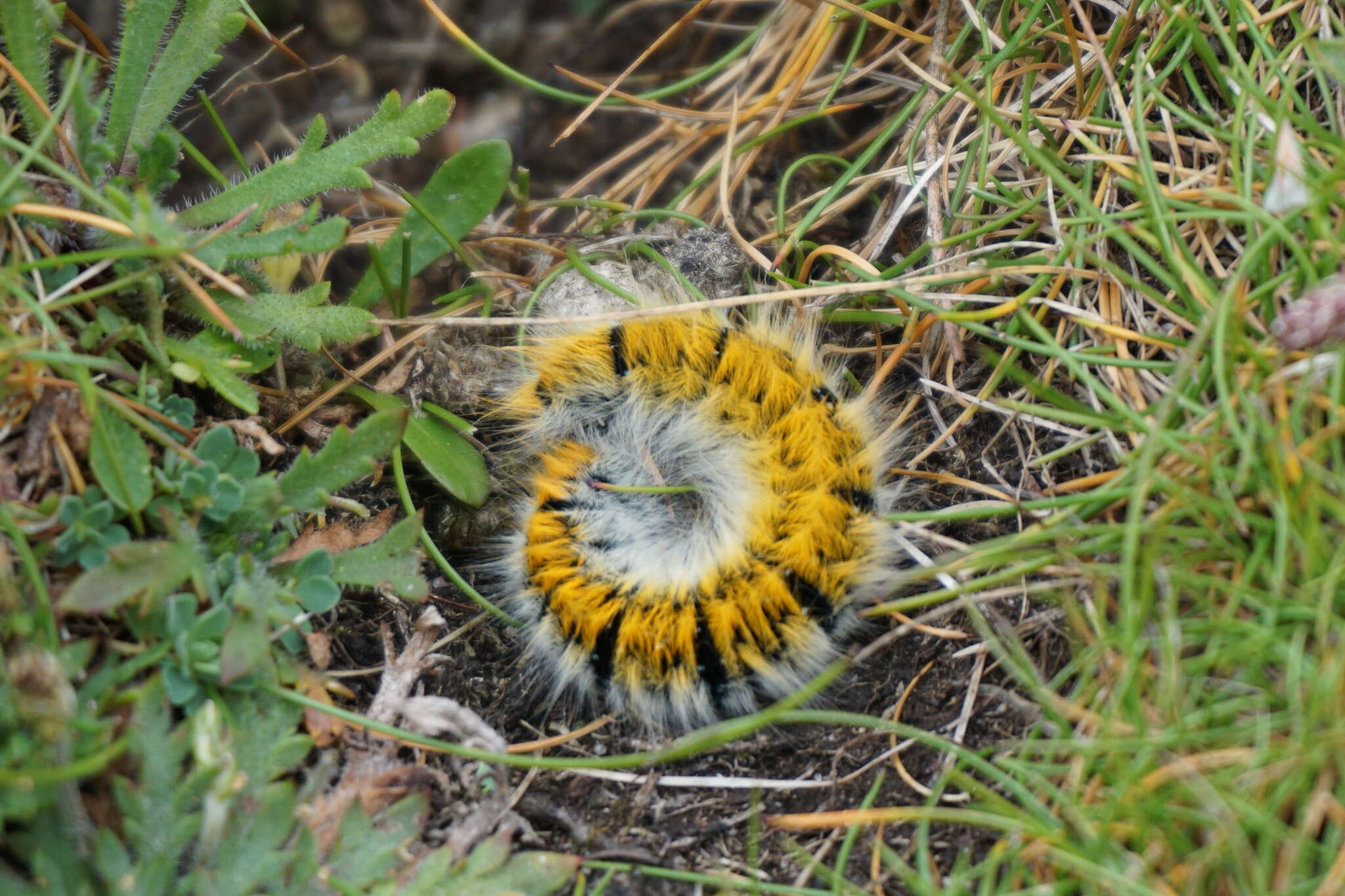 Image of grass eggar