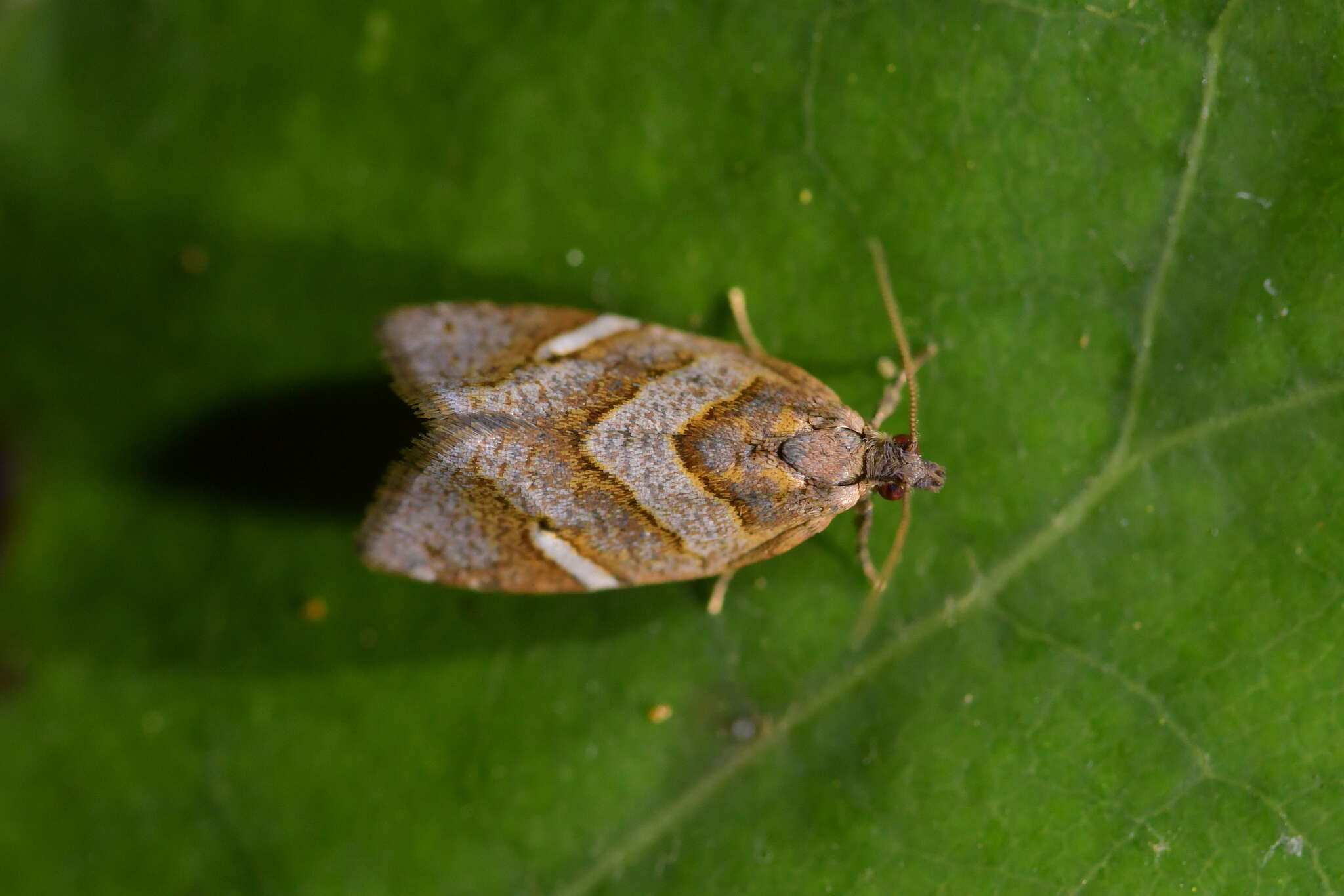 Image of Ecclitica torogramma