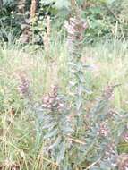 Image of red bartsia