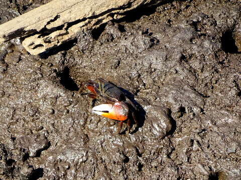 Image of American red fiddler