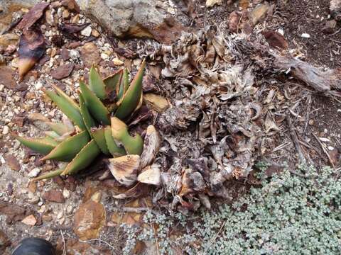 Image of Aloe perfoliata L.