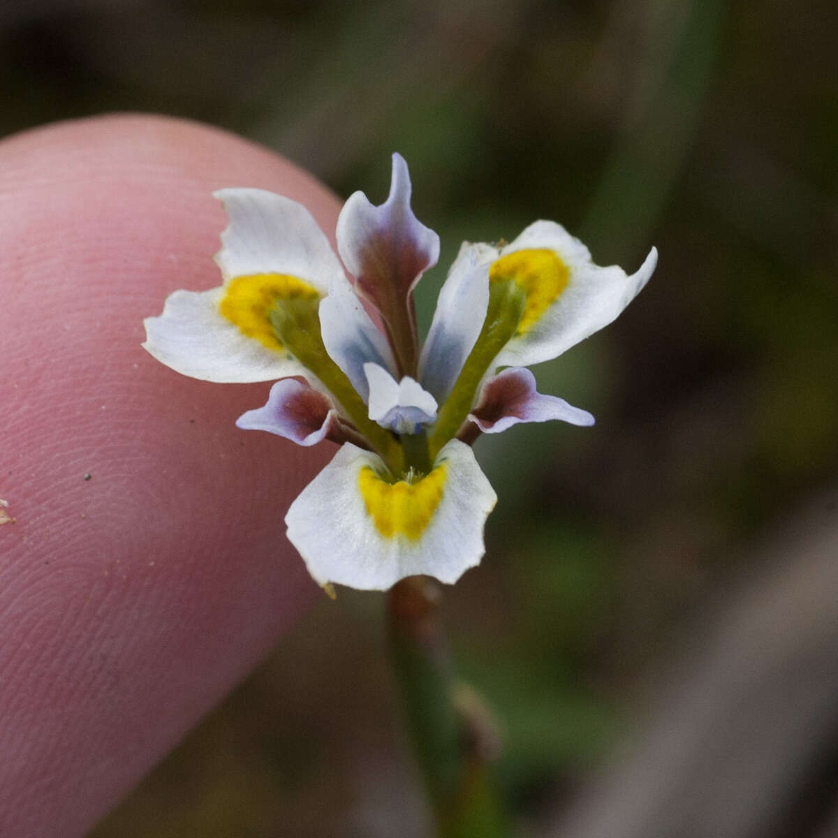 Plancia ëd Moraea fergusoniae L. Bolus