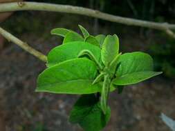 Image of Tree morning glory