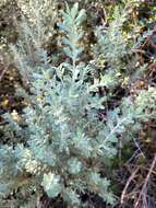 Image of Olearia moschata Hook. fil.