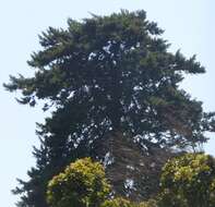 Image of Mulanje Cedar