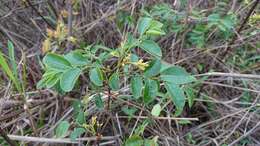 Image of Breynia vitis-idaea (Burm. fil.) C. E. C. Fisch.