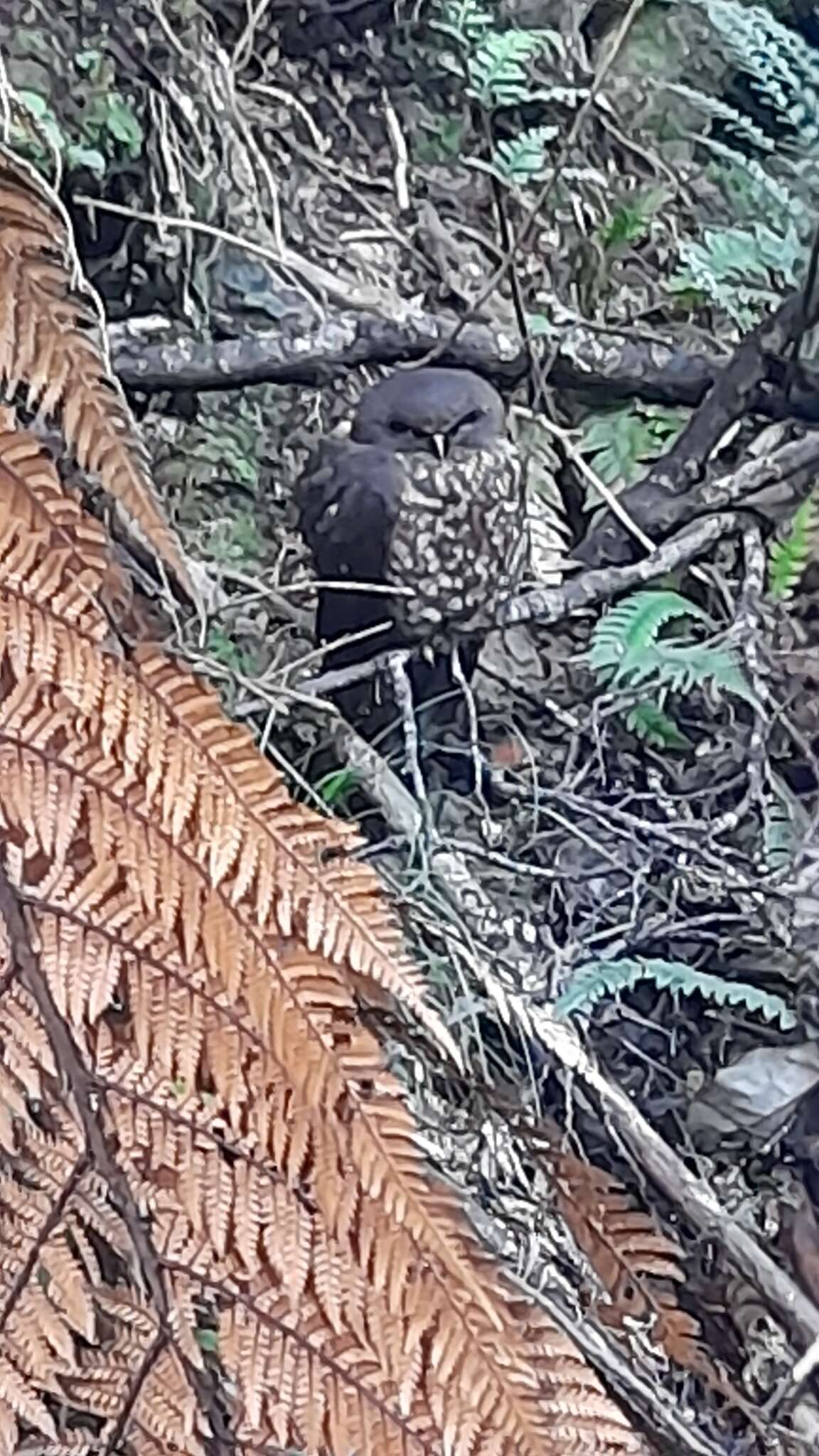 Image of Morepork