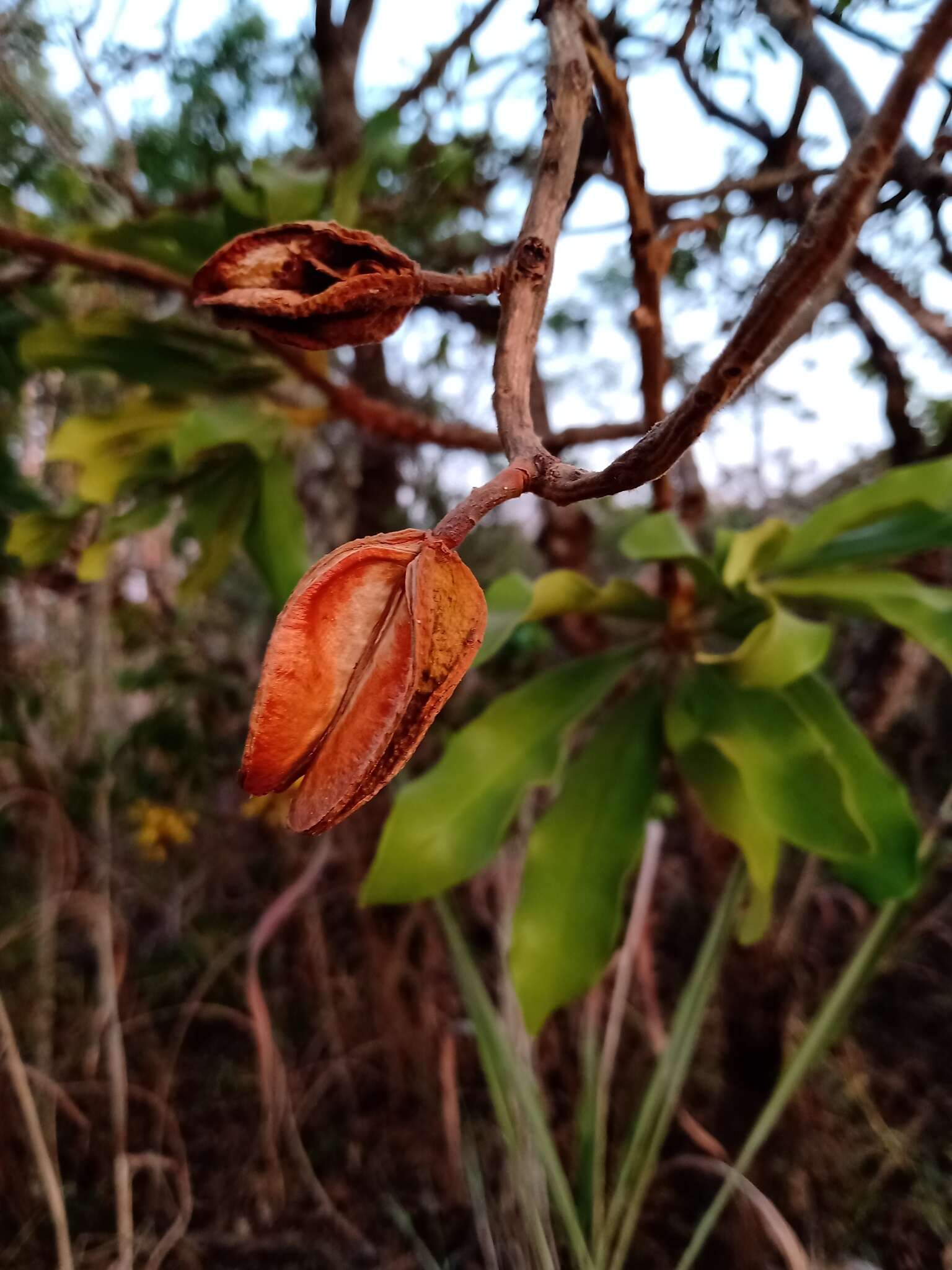 Слика од <i>Salvertia convallariodora</i>