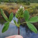 Image of Trifolium obscurum Savi