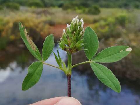 Image of Trifolium obscurum Savi