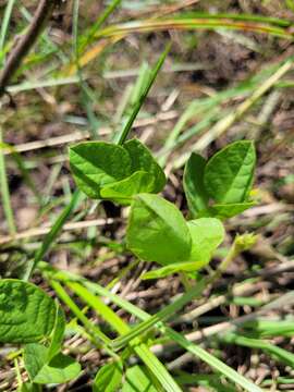 Image of glycine