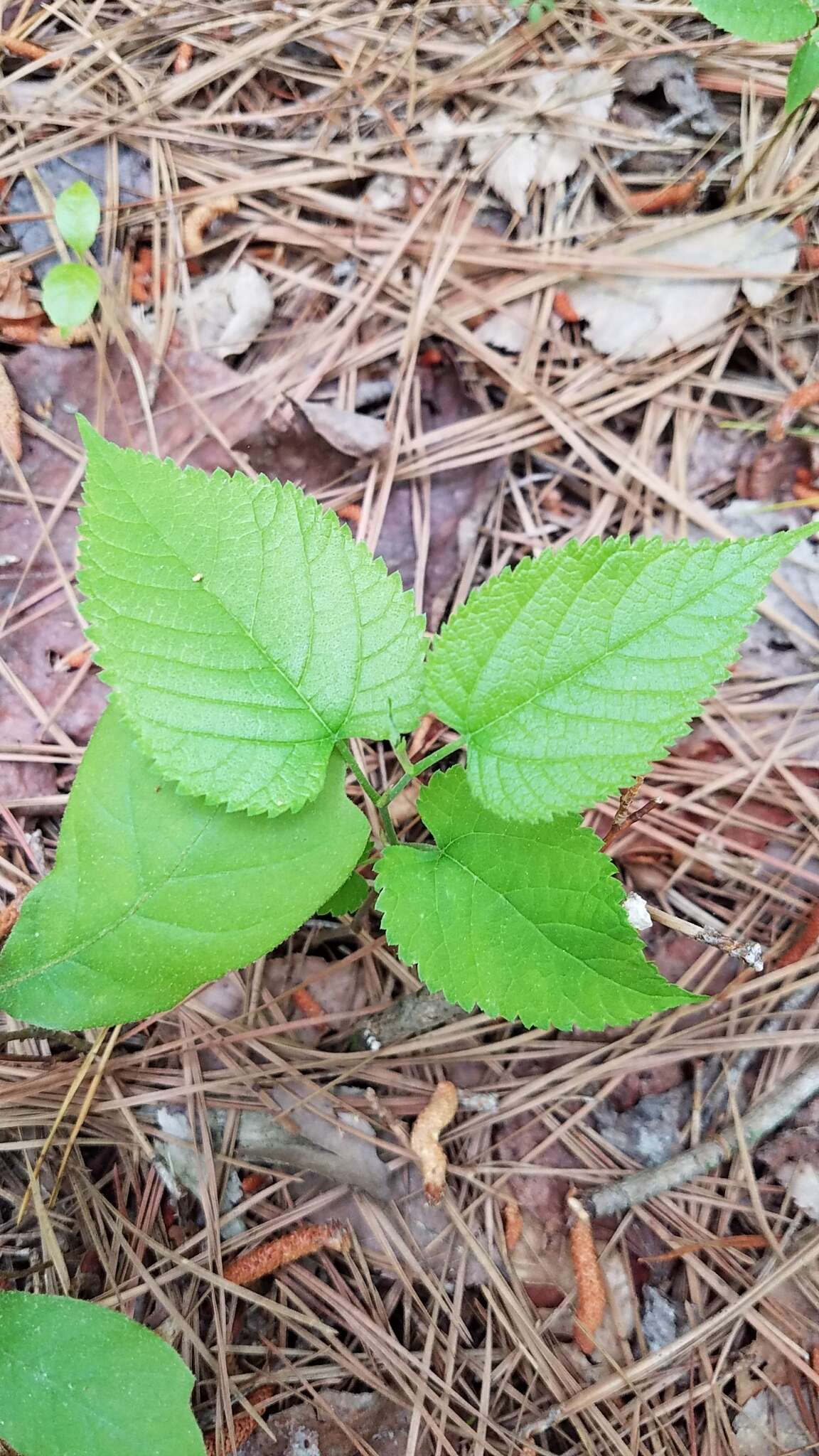 Слика од Tilia americana var. heterophylla (Vent.) Loudon