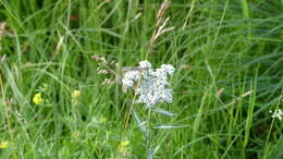 Achillea alpina subsp. alpina resmi