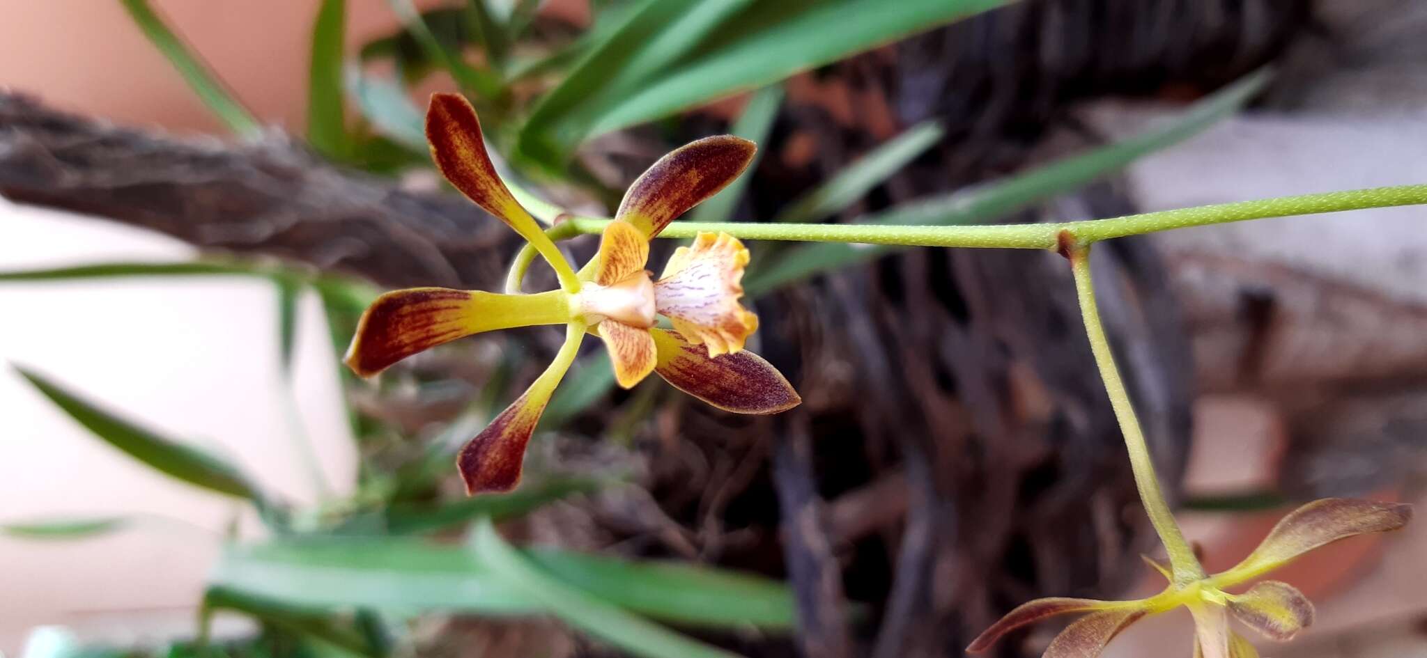 Image of Encyclia alata subsp. parviflora (Regel) Dressler & G. E. Pollard