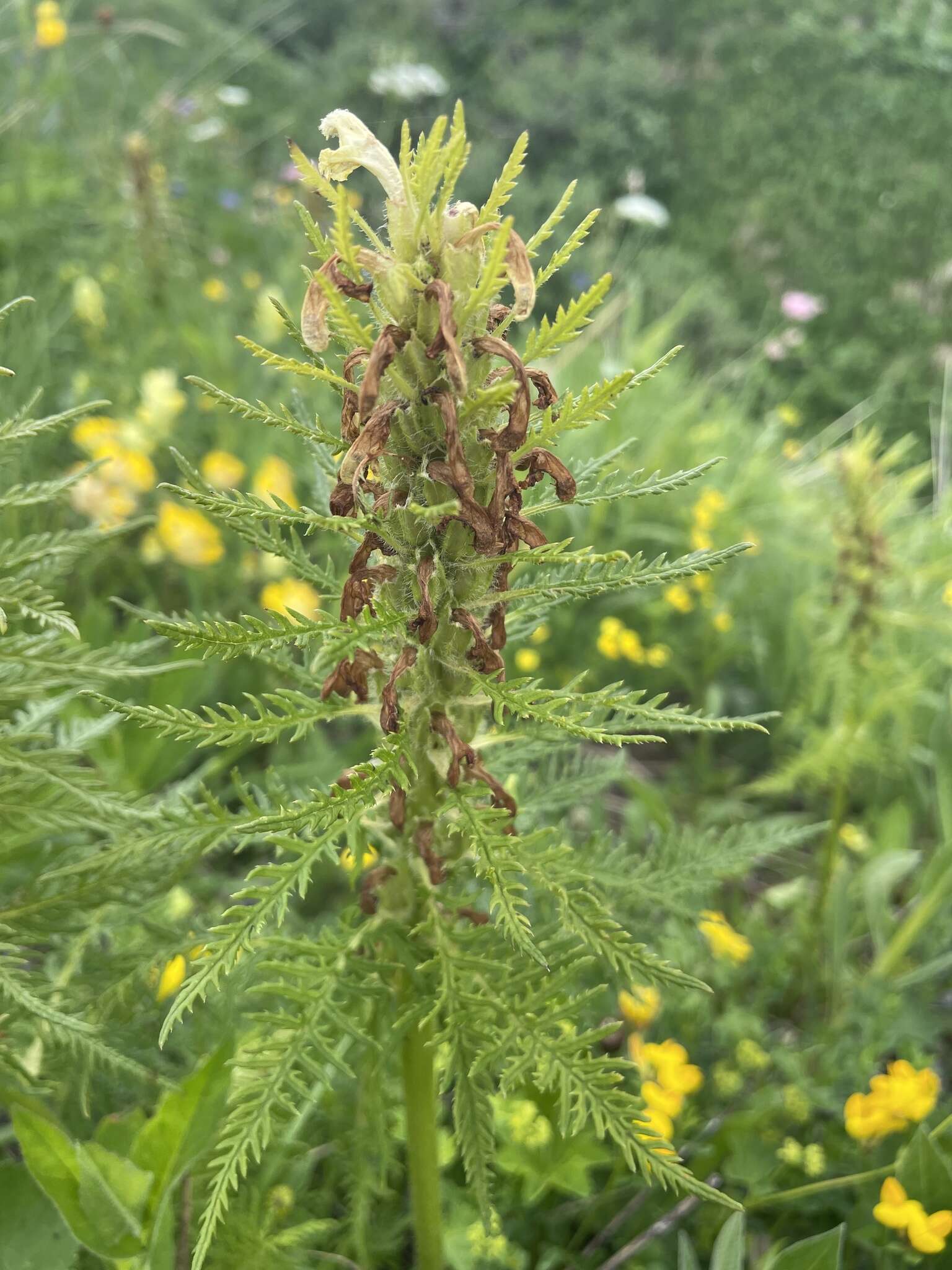 Imagem de Pedicularis foliosa L.