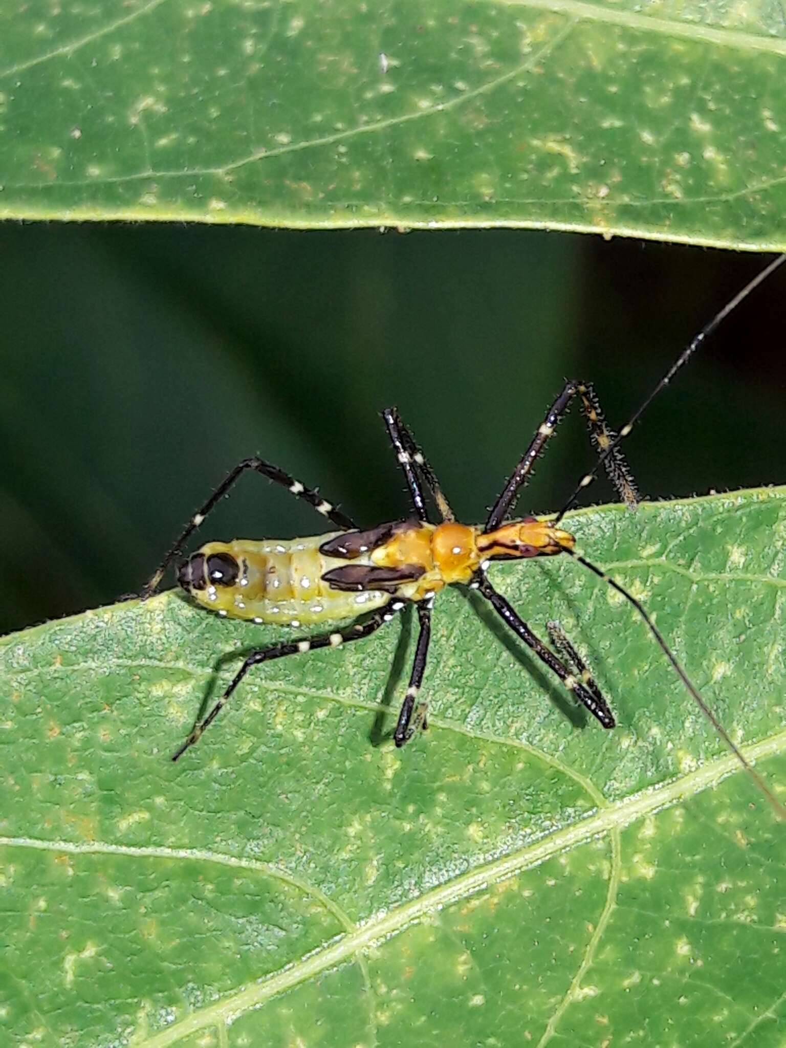 Image of Zelus laticornis (Herrich-Schaeffer 1850)