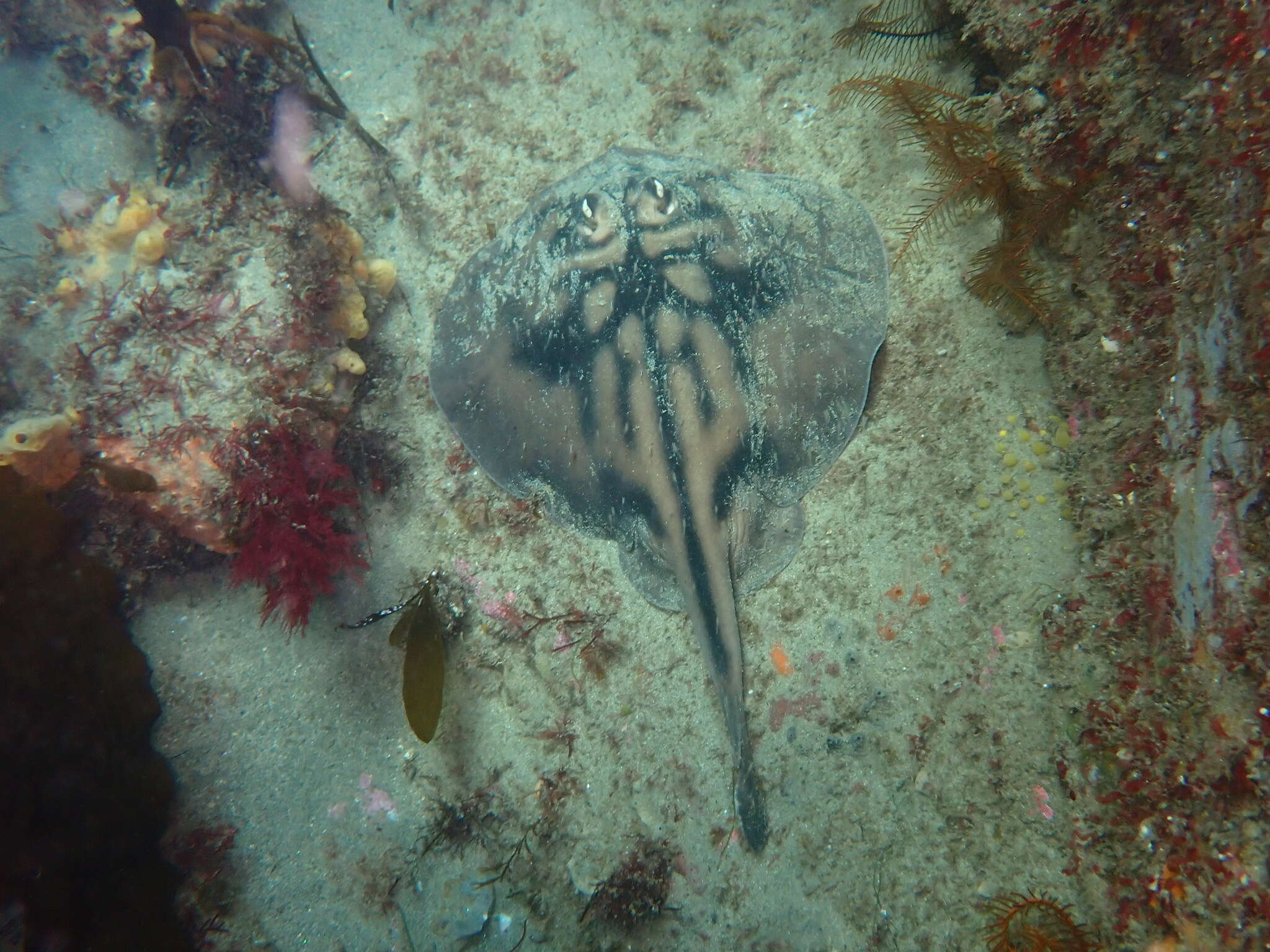 Image of Banded Stingaree