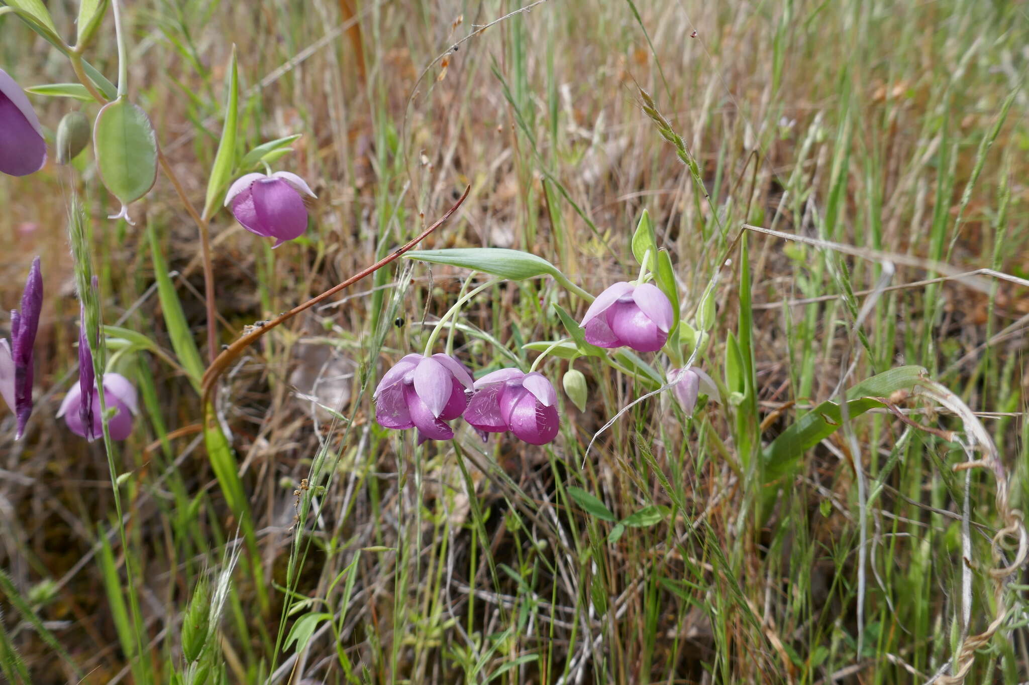 Image de Calochortus amoenus Greene