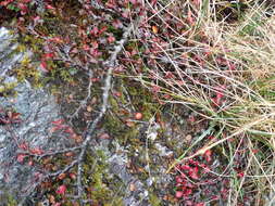 صورة Cotoneaster apiculatus Rehd. & E. H. Wilson