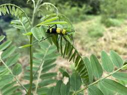 Image of Amorpha Borer