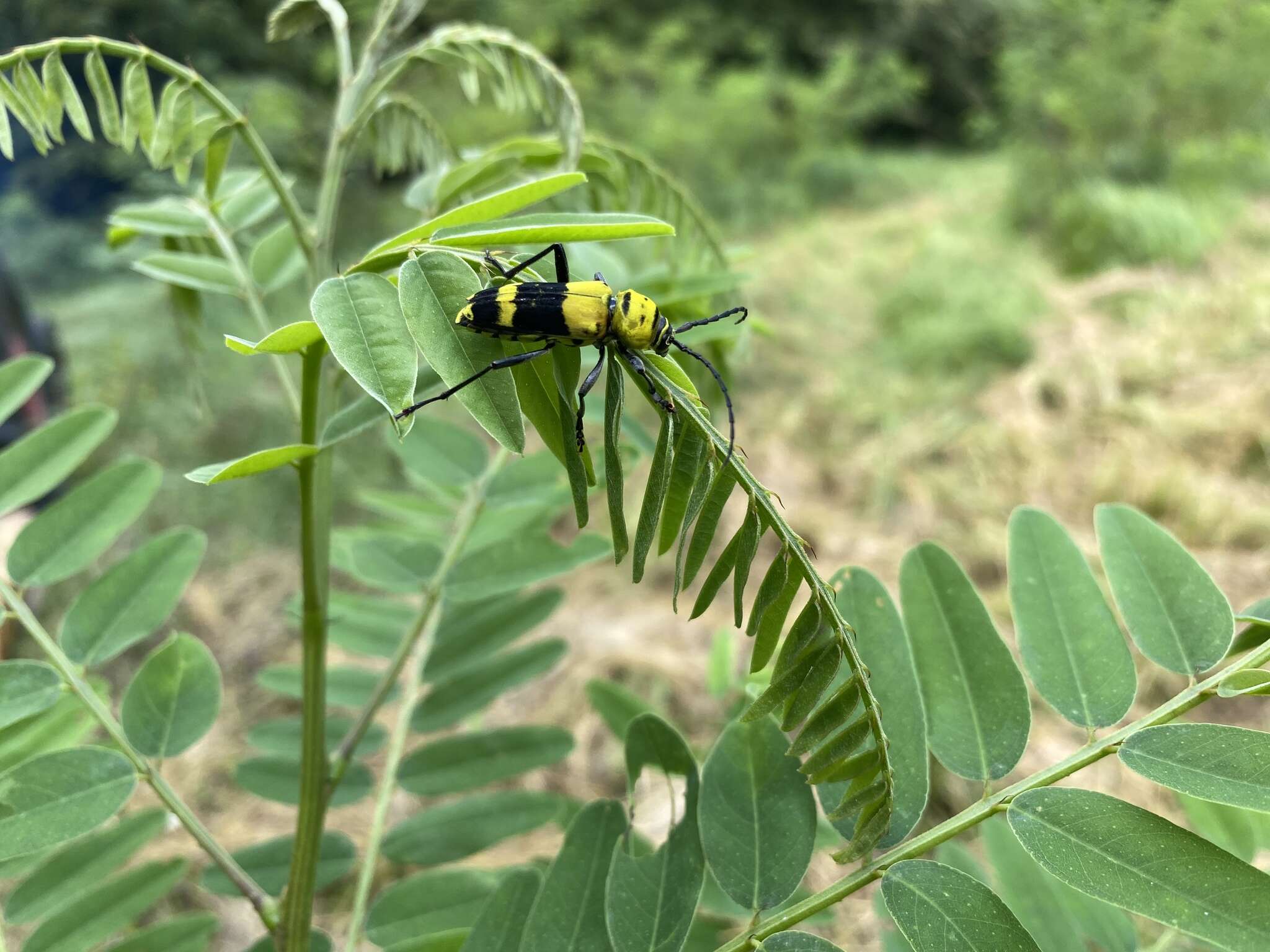 Image of Amorpha Borer