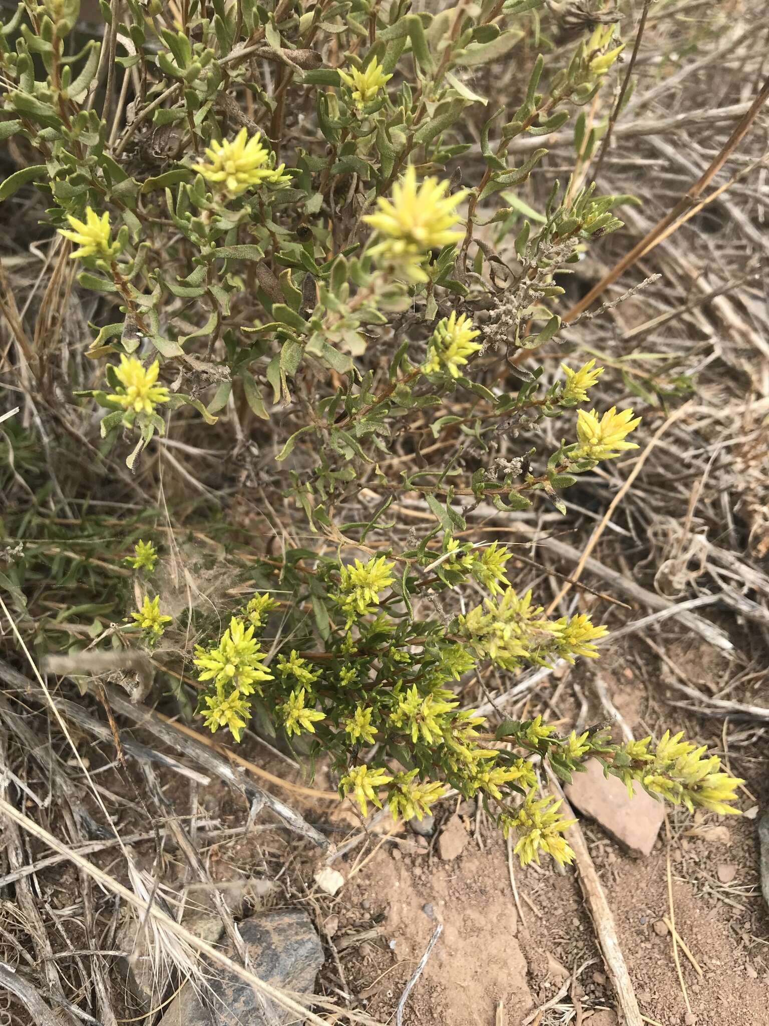 Image of Hazardia ferrisiae (Blake) W. D. Clark