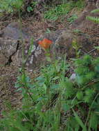 Image of coast Indian paintbrush