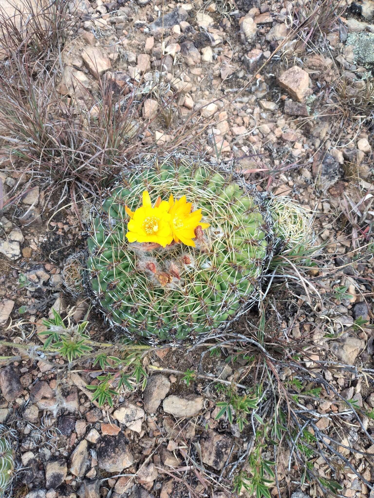 Image of Matucana aureiflora F. Ritter